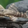 Wels L288 Zwergschilderwels, Peckoltia spec