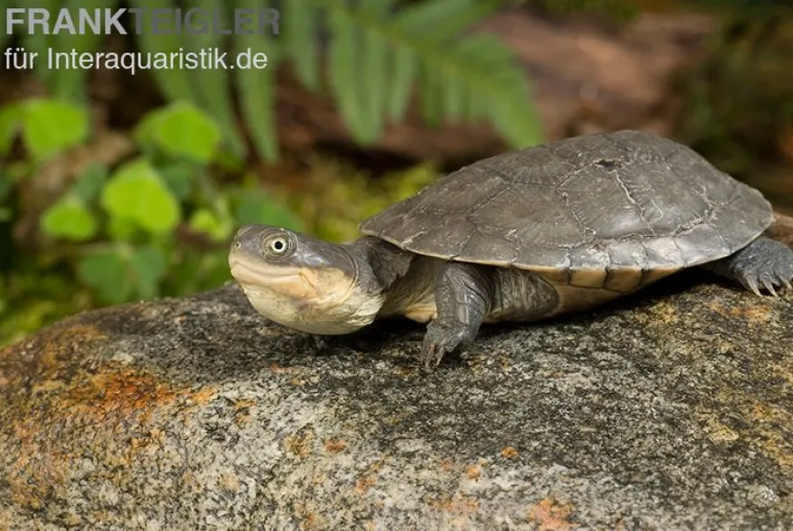 Westafrikanische Klappbrust-Pelomedusenschildkröte, Pelusio castaneus