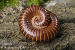 Westafrikanischer Tausendfüßer, Telodeinopus assiensis