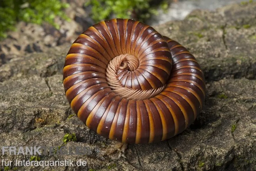 Westafrikanischer Tausendfüßer, Telodeinopus assiensis