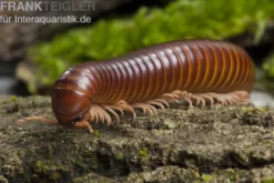 Westafrikanischer Tausendfüßer, Telodeinopus assiensis