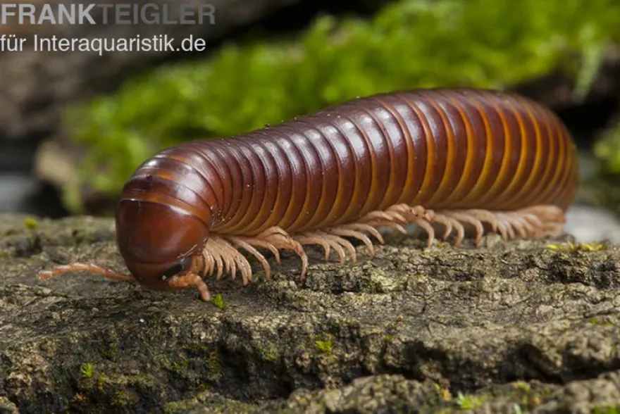 Westafrikanischer Tausendfüßer, Telodeinopus assiensis