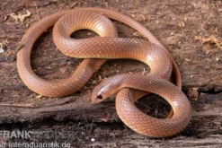 Westafrikanische Schnabelnasennatter, Rhamphiophis oxyrhynchus
