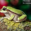 Westkamerun-Waldfrosch, Leptopelis nordequatoriali