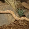 Westliche Hakennasennatter „Hypo“, Heterodon nasicus