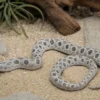 Westliche Hakennasennatter „Axanthic“, Heterodon nasicus