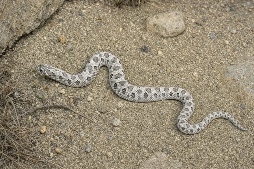 Westliche Hakennasennatter „Axanthic“, Heterodon nasicus