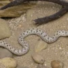 Westliche Hakennasennatter „Arctic Conda“, Heterodon nasicus