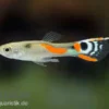 White Peacock Endler Guppy, Poecilia wingei "White Peacock", DNZ, paarweise
