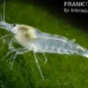 White Pearl Garnele, Neocaridina palmata var. "White Pearl"