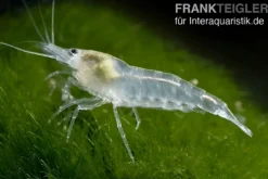 White Pearl Garnele, Neocaridina palmata var. "White Pearl"