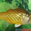 Wichmanns Glasbarsch, Glossamia wichmanni, 8-10 cm