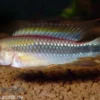 Wilhelmi Zwergbuntbarsch, Apistogramma sp. wilhelmi