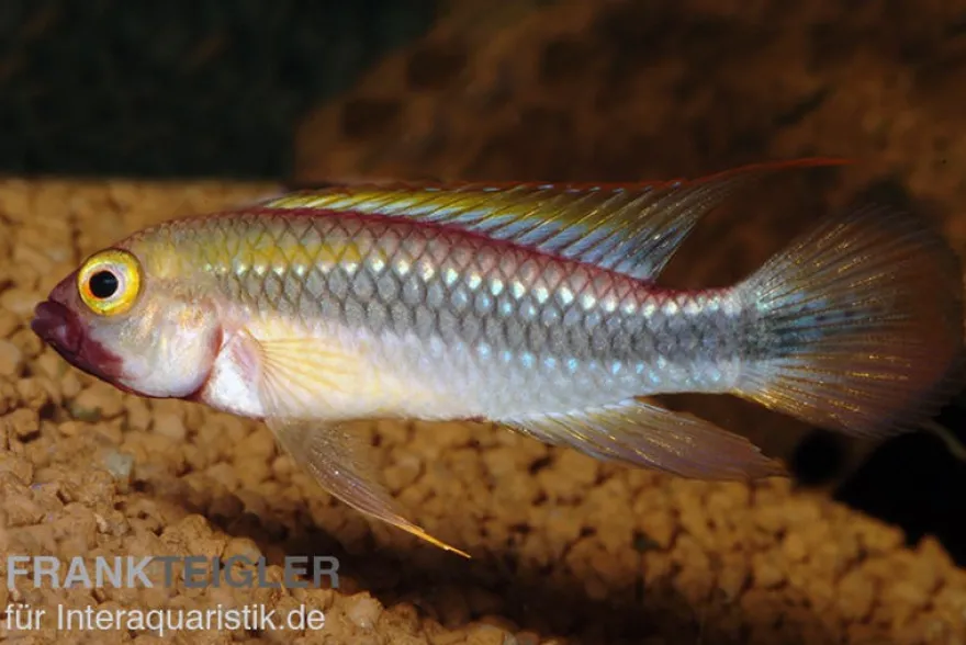 Wilhelmi Zwergbuntbarsch, Apistogramma sp. wilhelmi