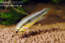 Wilhelmi Zwergbuntbarsch, Apistogramma sp. wilhelmi