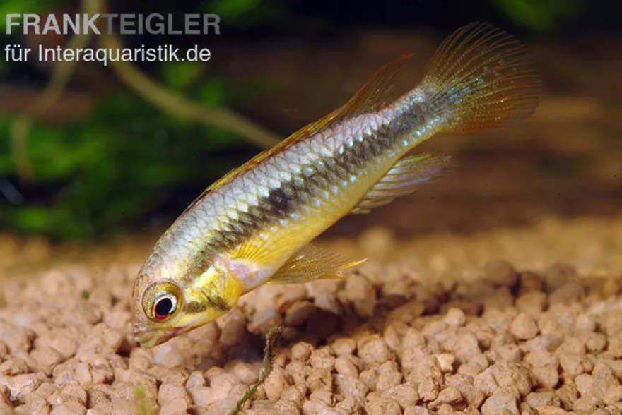 Wilhelmi Zwergbuntbarsch, Apistogramma sp. wilhelmi