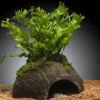 Windelov-Javafarn, Microsorum pteropus "Windelov" auf Kokosnussschale