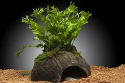 Windelov-Javafarn, Microsorum pteropus "Windelov" auf Kokosnussschale