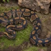 Wookie-Königspython, Python regius