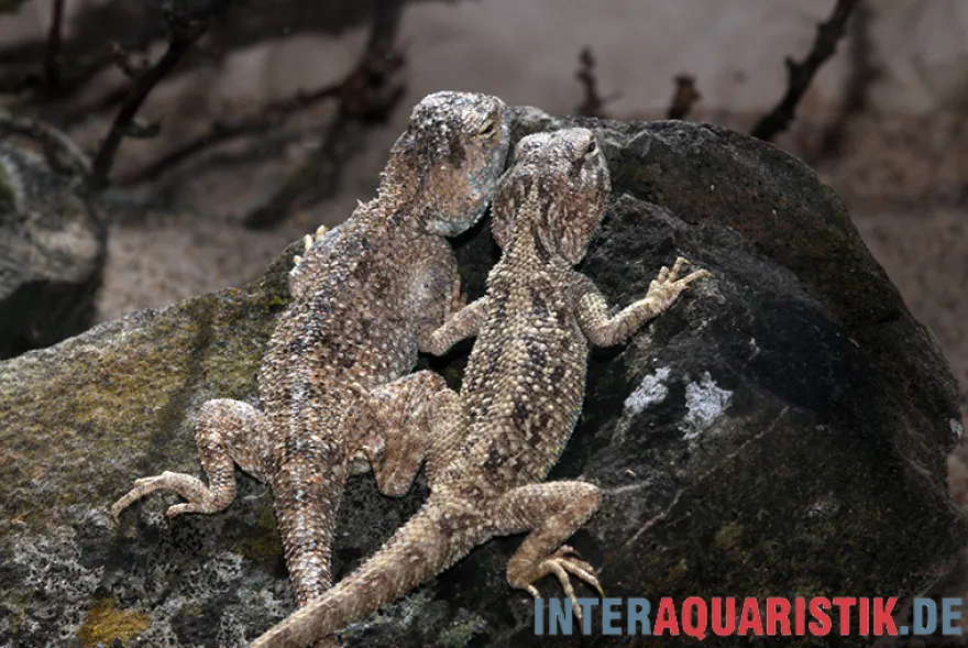 Wüstenagame, Agama mutabilis