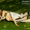 Wüstenheuschrecken, groß, 100 Stück lose