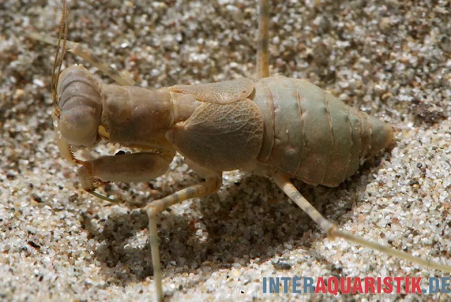 Wüstenmantis, Eremiaphila nilotica