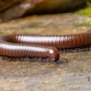 Wüsten-Tausendfüßer, Orthoporus ornatus