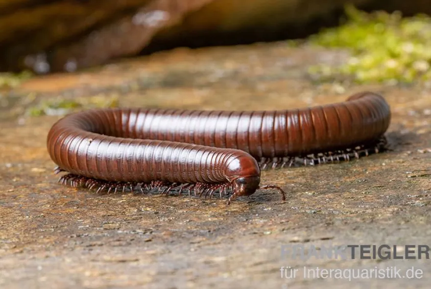 Wüsten-Tausendfüßer, Orthoporus ornatus