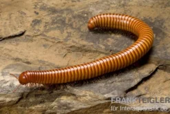 Wüsten-Tausendfüßer, Orthoporus ornatus