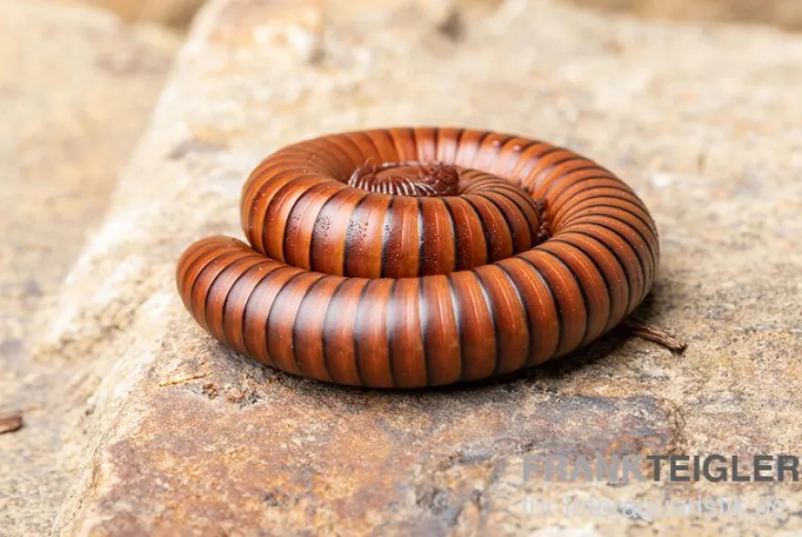 Wüsten-Tausendfüßer, Orthoporus ornatus