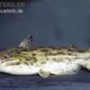 Wurzelwels, Trachelyopterus galeatus