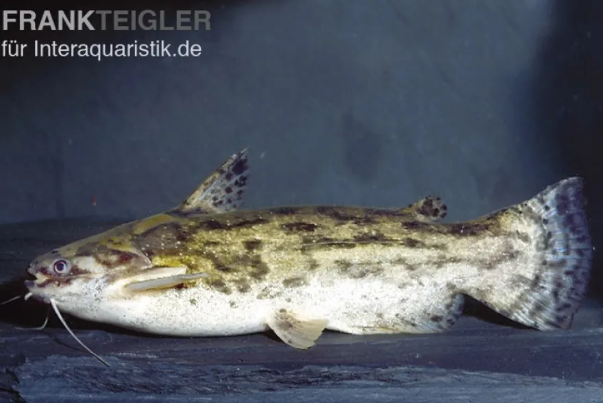 Wurzelwels, Trachelyopterus galeatus