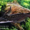 Wurzelwels, Trachelyopterus fisheri