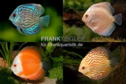 3 x Diskusfisch ASIA-NZ im Mix, Symphysodon discus, S 5-6 cm