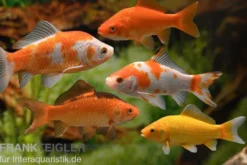 5x Goldfisch im Mix, Carassius auratus (Kaltwasser)