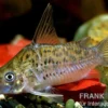 Xingu Panzerwels, Corydoras xinguensis