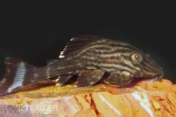Xingu Pleco, L027, Panaque cf. armbrusteri "Xingu", 14-16 cm