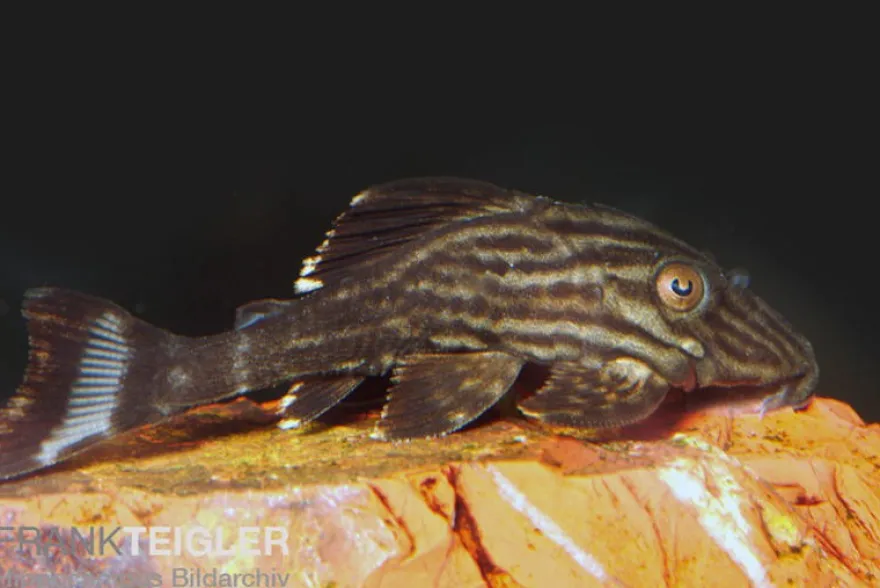 Xingu Pleco, L027, Panaque cf. armbrusteri "Xingu", 14-16 cm