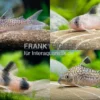 15x Panzerwels im Mix, Corydoras sp.