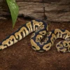 Yellow-Belly-Clown-Königspython, Python regius
