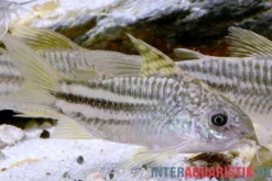 "Yellow Cat"-Panzerwels, Corydoras sp. "Yellow Cat" C123