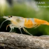Yellow Jade Rili Shrimp, Neocaridina davidi