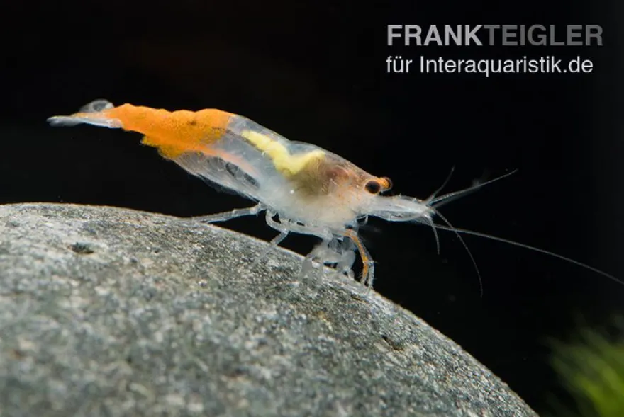 Yellow Jade Rili Shrimp, Neocaridina davidi