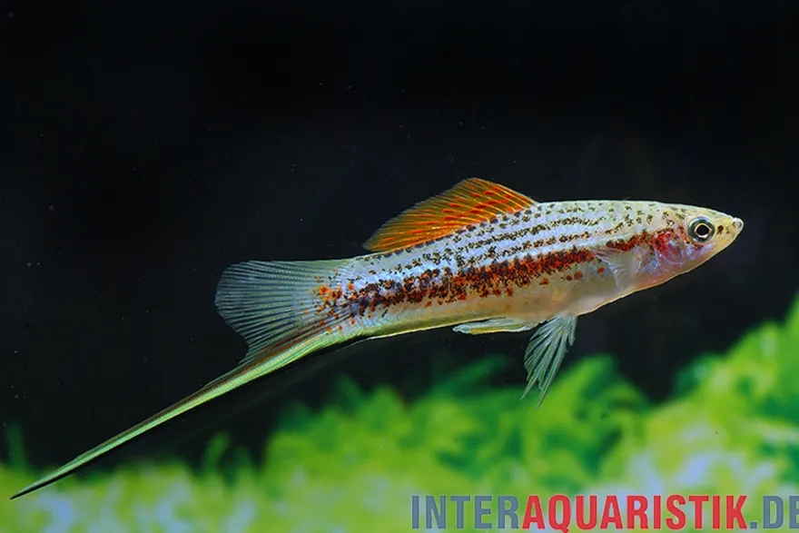 Yucatan-Schwertträger, Xiphophorus hellerii yucatan II