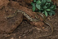 Yunnan-Schönnatter, Orthriophis t. yunnanensis