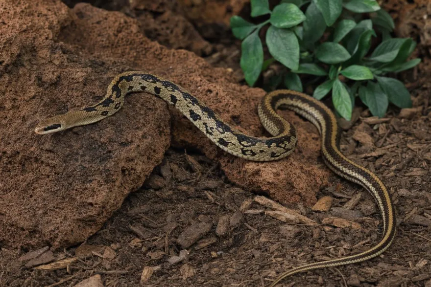 Yunnan-Schönnatter, Orthriophis t. yunnanensis