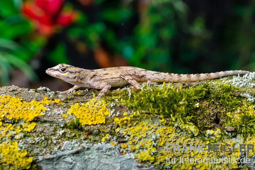 Zaunanolis, Anolis distichus, gemischt