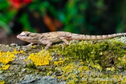 Zaunanolis, Anolis distichus, gemischt