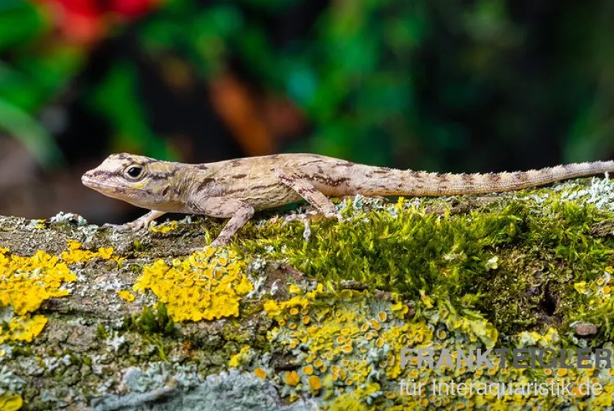 Zaunanolis, Anolis distichus, gemischt
