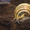 Zebra-Apfelschnecke, Asolene spixi